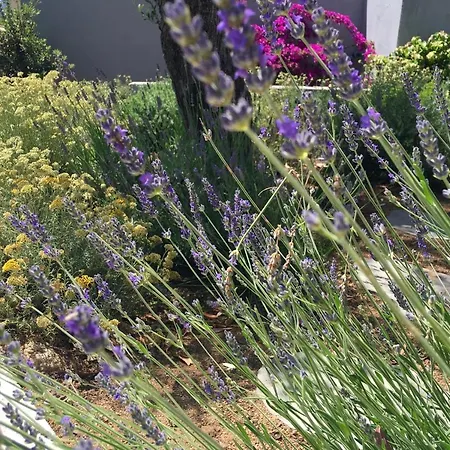 Bed & Breakfast Casa Di L'ortu Ajaccio (Corsica)