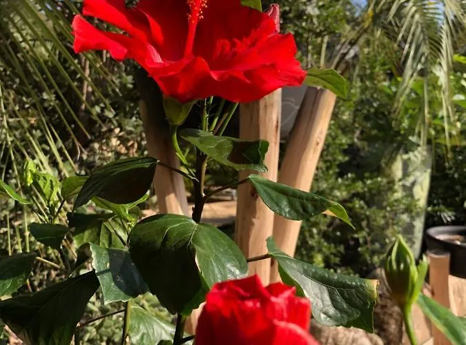 Casa Di L'ortu Bed & Breakfast Ajaccio (Corsica)